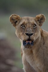 Close-up portrait of a lioness in the African savanna