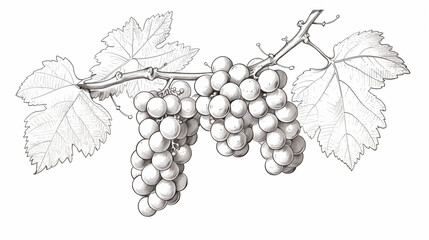Hand drawn grapes branch sketch. Wine outline, leaves and berries. Black and white clip art isolated on white background. Vintage engraving illustration for design wine. Generative AI