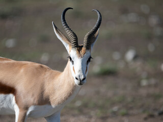 Springbock (Antidorcas marsupialis)
