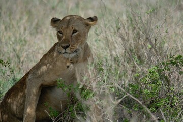 African Lioness in the African savanna