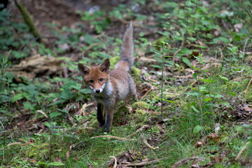 Renard roux (Vulpes vulpes) renardeau en été dans un sous -bois. Alpes. France