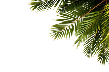 Naklejka premium PNG Palm tree frame backgrounds outdoors nature.