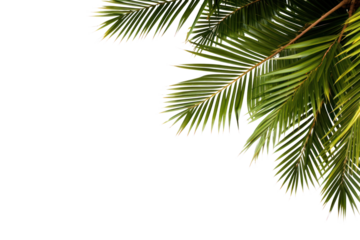 PNG Palm tree frame backgrounds outdoors nature.