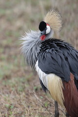Fototapeta premium Ugandan crane in the African savanna.