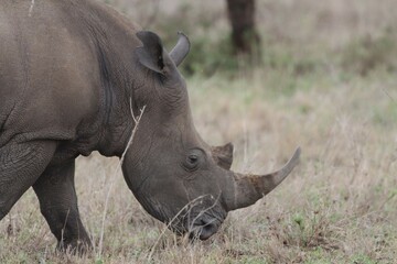 Fototapeta premium Close-up portrait of white rhino in the wild.