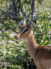 Schwarzfersenantilope oder Impala (Aepyceros melampus)