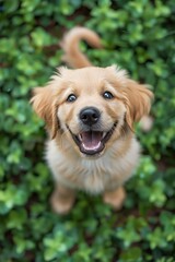 Adorable golden retriever puppy with a happy expression, surrounded by green leaves, looking up at the camera. Bright and cheerful pet portrait.