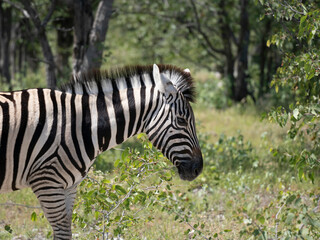 Burchell-Zebra (Equus quagga burchellii)