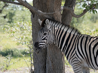 Burchell-Zebra (Equus quagga burchellii)