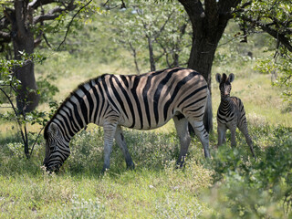 Burchell-Zebra (Equus quagga burchellii)