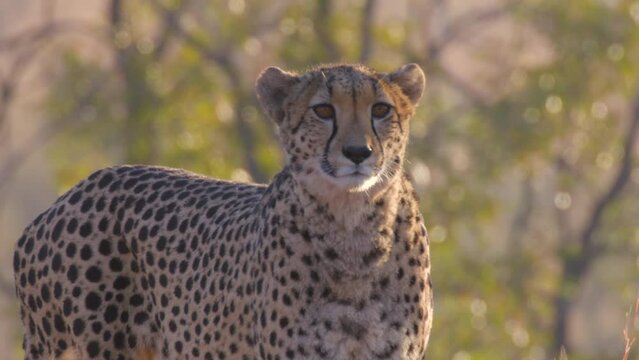 South African Cheetah Close Up Following Big Cat