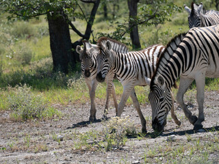 Burchell-Zebra (Equus quagga burchellii)