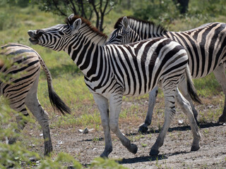 Burchell-Zebra (Equus quagga burchellii)