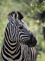 Burchell-Zebra (Equus quagga burchellii)