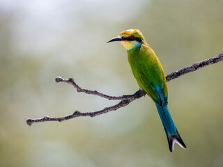 Schwalbenschwanzspint (Merops hirundineus)