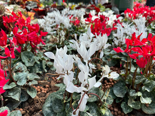 White cyclamen flowers are blooming in the garden. Take clear pictures with a blurry background.