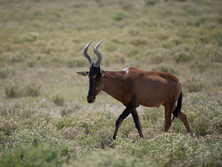 Südafrikanische Kuhantilope (Alcelaphus caama)