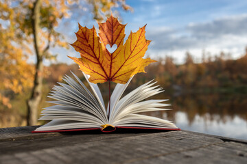 Hello, Autumn. I love autumn and books. An open page of a book and an autumn maple leaf with a heart cut out in it against the background of a blue sky. education concept, back to school. Canada Day
