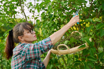 Woman with garden pruning shears cutting dry flowers lilac