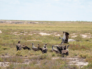 Ohrengeier (Torgos tracheliotos) und  Weißrückengeier (Gyps africanus)