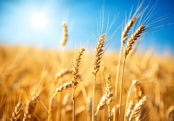 Fototapeta premium Golden Wheat Field Under Blue Sky