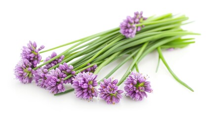 Obraz premium Scientific name for Chives Allium schoenoprasum