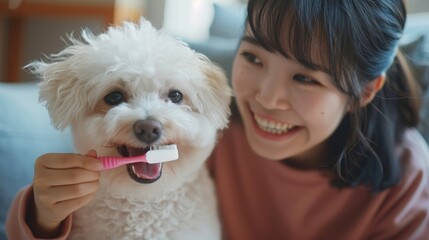 Young female brushing White Maltese dog teeth at home,The process of brushing a dogs teeth,Regular hygienic cleaning of teeth,Pet care concept.
