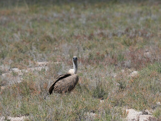 Weißrückengeier (Gyps africanus)
