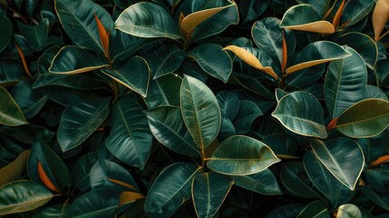 Latex close up with rubber trees in a garden for text placement