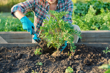Naklejka premium Woman planting marigold plant in raised bed, spring summer season