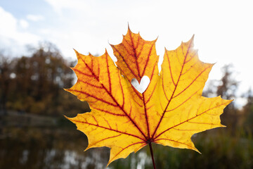 Hello, Autumn. seasonal atmospheric autumn photo. A large orange-yellow beautiful maple leaf in backlight close-up. A small heart is cut out in the middle of the sheet. Romantic mood, feeling of love