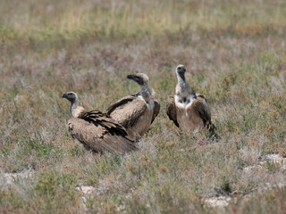 Wei&szlig;r&uuml;ckengeier (Gyps africanus)