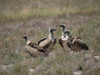 Weißrückengeier (Gyps africanus)