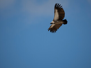 Weißrückengeier (Gyps africanus)