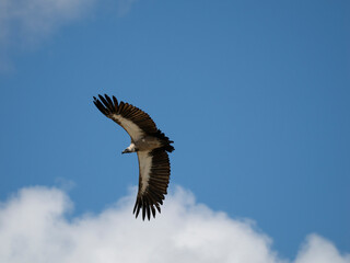 Obraz premium Weißrückengeier (Gyps africanus)