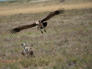 Weißrückengeier (Gyps africanus)
