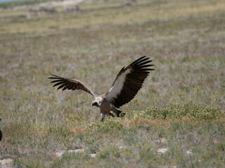 Weißrückengeier (Gyps africanus)