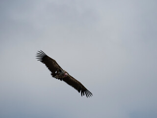 Ohrengeier (Torgos tracheliotos)