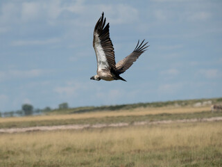 Weißrückengeier (Gyps africanus)