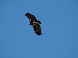 Ohrengeier (Torgos tracheliotos)