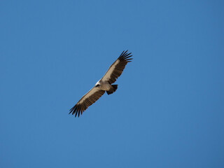 Obraz premium Weißrückengeier (Gyps africanus)