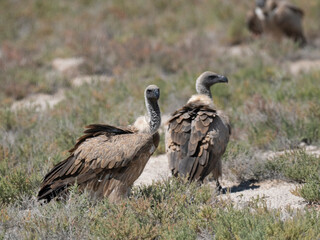 Weißrückengeier (Gyps africanus)