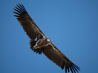 Obraz premium Ohrengeier (Torgos tracheliotos)