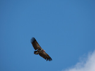 Ohrengeier (Torgos tracheliotos)