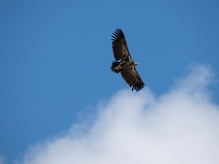 Ohrengeier (Torgos tracheliotos)