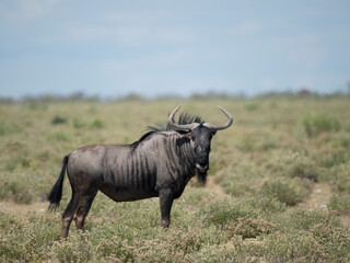 Streifengnu (Connochaetes taurinus)