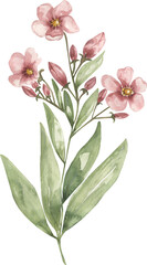 Obraz premium Watercolor meadow florals bouquet illustration, wildflowers clipart, oleander flower field flower branch