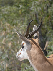 Springbock (Antidorcas marsupialis)