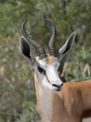 Springbock (Antidorcas marsupialis)