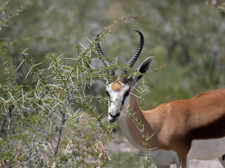 Springbock (Antidorcas marsupialis)